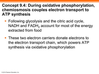 Concept 9.4: During oxidative phosphorylation, 
chemiosmosis couples electron transport to 
ATP synthesis 
 Following glycolysis and the citric acid cycle, 
NADH and FADH2 account for most of the energy 
extracted from food 
 These two electron carriers donate electrons to 
the electron transport chain, which powers ATP 
synthesis via oxidative phosphorylation 
© 2014 Pearson Education, Inc. 
 