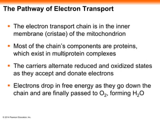 The Pathway of Electron Transport 
 The electron transport chain is in the inner 
membrane (cristae) of the mitochondrion 
 Most of the chain’s components are proteins, 
which exist in multiprotein complexes 
 The carriers alternate reduced and oxidized states 
as they accept and donate electrons 
 Electrons drop in free energy as they go down the 
chain and are finally passed to O2, forming H2O 
© 2014 Pearson Education, Inc. 
 