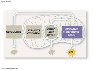 Figure 9.UN09 
GLYCOLYSIS 
© 2014 Pearson Education, Inc. 
CITRIC 
ACID 
CYCLE 
PYRUVATE 
OXIDATION 
OXIDATIVE 
PHOSPHORYL-ATION 
ATP 
 