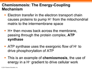 Chemiosmosis: The Energy-Coupling 
Mechanism 
 Electron transfer in the electron transport chain 
causes proteins to pump H+ from the mitochondrial 
matrix to the intermembrane space 
 H+ then moves back across the membrane, 
passing through the protein complex, ATP 
synthase 
 ATP synthase uses the exergonic flow of H+ to 
drive phosphorylation of ATP 
 This is an example of chemiosmosis, the use of 
energy in a H+ gradient to drive cellular work 
© 2014 Pearson Education, Inc. 
 