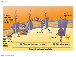 Figure 9.15 
Protein 
complex 
of electron 
carriers 
(carrying 
electrons 
from 
food) 
© 2014 Pearson Education, Inc. 
ATP 
synthase 
2 H+ + ½ O2 H2O 
ADP + Pi 
Electron transport chain Chemiosmosis 
Oxidative phosphorylation 
H+ 
ATP 
H+ 
H+ 
H+ 
H+ 
Cyt c 
Q 
I 
II 
III 
IV 
FADH FAD 2 
NADH NAD+ 
1 2 
 