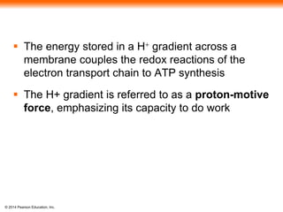  The energy stored in a H+ gradient across a 
membrane couples the redox reactions of the 
electron transport chain to ATP synthesis 
 The H+ gradient is referred to as a proton-motive 
force, emphasizing its capacity to do work 
© 2014 Pearson Education, Inc. 
 