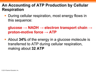 An Accounting of ATP Production by Cellular 
Respiration 
 During cellular respiration, most energy flows in 
this sequence: 
glucose → NADH → electron transport chain → 
proton-motive force → ATP 
 About 34% of the energy in a glucose molecule is 
transferred to ATP during cellular respiration, 
making about 32 ATP 
© 2014 Pearson Education, Inc. 
 