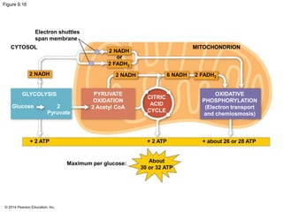Figure 9.16 
Electron shuttles 
span membrane 
CYTOSOL 
© 2014 Pearson Education, Inc. 
2 NADH 
or 
2 FADH2 
MITOCHONDRION 
2 NADH 2 FADH2 6 NADH 
OXIDATIVE 
PHOSPHORYLATION 
(Electron transport 
and chemiosmosis) 
CITRIC 
ACID 
CYCLE 
PYRUVATE 
OXIDATION 
2 Acetyl CoA 
GLYCOLYSIS 
Glucose 2 
Pyruvate 
+ 2 ATP + 2 ATP 
Maximum per glucose: About 
30 or 32 ATP 
+ about 26 or 28 ATP 
2 NADH 
 