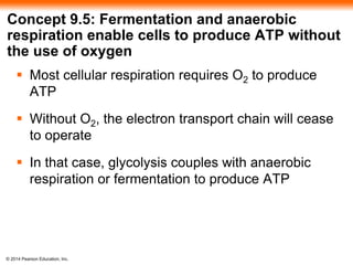 Concept 9.5: Fermentation and anaerobic 
respiration enable cells to produce ATP without 
the use of oxygen 
 Most cellular respiration requires O2 to produce 
ATP 
 Without O2, the electron transport chain will cease 
to operate 
 In that case, glycolysis couples with anaerobic 
respiration or fermentation to produce ATP 
© 2014 Pearson Education, Inc. 
 