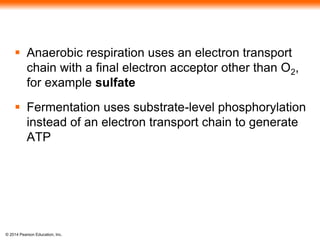  Anaerobic respiration uses an electron transport 
chain with a final electron acceptor other than O2, 
for example sulfate 
 Fermentation uses substrate-level phosphorylation 
instead of an electron transport chain to generate 
ATP 
© 2014 Pearson Education, Inc. 
 