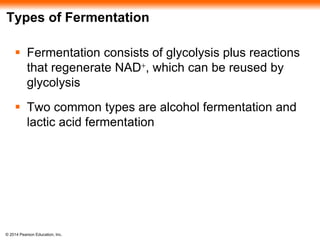 Types of Fermentation 
 Fermentation consists of glycolysis plus reactions 
that regenerate NAD+, which can be reused by 
glycolysis 
 Two common types are alcohol fermentation and 
lactic acid fermentation 
© 2014 Pearson Education, Inc. 
 