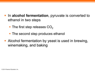  In alcohol fermentation, pyruvate is converted to 
ethanol in two steps 
 The first step releases CO2 
 The second step produces ethanol 
 Alcohol fermentation by yeast is used in brewing, 
winemaking, and baking 
© 2014 Pearson Education, Inc. 
 