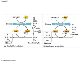 Figure 9.17 
2 ADP + 2 P i 2 ATP 
Glucose 
GLYCOLYSIS Glucose 
2 NAD+ 2 NADH 
© 2014 Pearson Education, Inc. 
+ 2 H+ 
2 Pyruvate 
CO2 2 
2 Ethanol 
(a) Alcohol fermentation 
2 Acetaldehyde 2 Lactate 
2 ADP + 2 P i 2 ATP 
GLYCOLYSIS 
NAD+ 
2 2 NADH 
+ 2 H+ 
Lactic acid fermentation 
2 Pyruvate 
(b) 
 