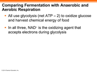 Comparing Fermentation with Anaerobic and 
Aerobic Respiration 
 All use glycolysis (net ATP = 2) to oxidize glucose 
and harvest chemical energy of food 
 In all three, NAD+ is the oxidizing agent that 
accepts electrons during glycolysis 
© 2014 Pearson Education, Inc. 
 