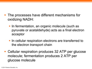  The processes have different mechanisms for 
oxidizing NADH: 
 In fermentation, an organic molecule (such as 
pyruvate or acetaldehyde) acts as a final electron 
acceptor 
 In cellular respiration electrons are transferred to 
the electron transport chain 
 Cellular respiration produces 32 ATP per glucose 
molecule; fermentation produces 2 ATP per 
glucose molecule 
© 2014 Pearson Education, Inc. 
 