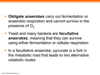  Obligate anaerobes carry out fermentation or 
anaerobic respiration and cannot survive in the 
presence of O2 
 Yeast and many bacteria are facultative 
anaerobes, meaning that they can survive 
using either fermentation or cellular respiration 
 In a facultative anaerobe, pyruvate is a fork in 
the metabolic road that leads to two alternative 
catabolic routes 
© 2014 Pearson Education, Inc. 
 