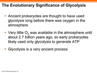 The Evolutionary Significance of Glycolysis 
 Ancient prokaryotes are thought to have used 
glycolysis long before there was oxygen in the 
atmosphere 
 Very little O2 was available in the atmosphere until 
about 2.7 billion years ago, so early prokaryotes 
likely used only glycolysis to generate ATP 
 Glycolysis is a very ancient process 
© 2014 Pearson Education, Inc. 
 