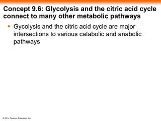 Concept 9.6: Glycolysis and the citric acid cycle 
connect to many other metabolic pathways 
 Gycolysis and the citric acid cycle are major 
intersections to various catabolic and anabolic 
pathways 
© 2014 Pearson Education, Inc. 
 