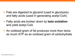  Fats are digested to glycerol (used in glycolysis) 
and fatty acids (used in generating acetyl CoA) 
 Fatty acids are broken down by beta oxidation 
and yield acetyl CoA 
 An oxidized gram of fat produces more than twice 
as much ATP as an oxidized gram of carbohydrate 
© 2014 Pearson Education, Inc. 
 