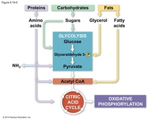 Figure 9.19-5 
Proteins Carbohydrates Fats 
Amino 
acids 
© 2014 Pearson Education, Inc. 
Sugars Glycerol Fatty 
acids 
GLYCOLYSIS 
Glucose 
Glyceraldehyde 3- P 
Pyruvate 
Acetyl CoA 
CITRIC 
ACID 
CYCLE 
OXIDATIVE 
PHOSPHORYLATION 
NH3 
 