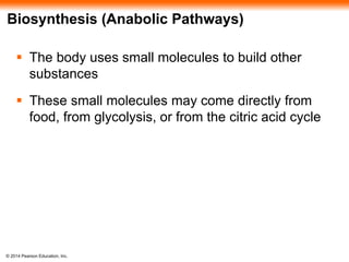 Biosynthesis (Anabolic Pathways) 
 The body uses small molecules to build other 
substances 
 These small molecules may come directly from 
food, from glycolysis, or from the citric acid cycle 
© 2014 Pearson Education, Inc. 
 