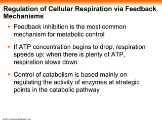 Regulation of Cellular Respiration via Feedback 
Mechanisms 
 Feedback inhibition is the most common 
mechanism for metabolic control 
 If ATP concentration begins to drop, respiration 
speeds up; when there is plenty of ATP, 
respiration slows down 
 Control of catabolism is based mainly on 
regulating the activity of enzymes at strategic 
points in the catabolic pathway 
© 2014 Pearson Education, Inc. 
 