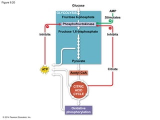 Figure 9.20 
© 2014 Pearson Education, Inc. 
Glucose 
AMP 
Stimulates 
GLYCOLYSIS 
Fructose 6-phosphate 
Phosphofructokinase 
Fructose 1,6-bisphosphate 
Inhibits Inhibits 
Citrate 
Pyruvate 
Acetyl CoA 
ATP 
CITRIC 
ACID 
CYCLE 
Oxidative 
phosphorylation 
