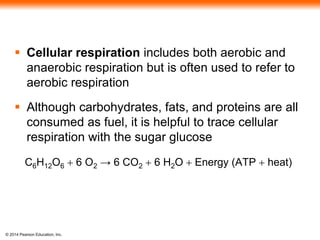  Cellular respiration includes both aerobic and 
anaerobic respiration but is often used to refer to 
aerobic respiration 
 Although carbohydrates, fats, and proteins are all 
consumed as fuel, it is helpful to trace cellular 
respiration with the sugar glucose 
C6H12O6 + 6 O2 → 6 CO2 + 6 H2O + Energy (ATP + heat) 
© 2014 Pearson Education, Inc. 
 