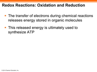 Redox Reactions: Oxidation and Reduction 
 The transfer of electrons during chemical reactions 
releases energy stored in organic molecules 
 This released energy is ultimately used to 
synthesize ATP 
© 2014 Pearson Education, Inc. 
 