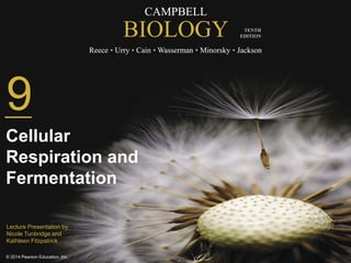 CAMPBELL 
BIOLOGY 
Reece • Urry • Cain •Wasserman • Minorsky • Jackson 
9 
© 2014 Pearson Education, Inc. 
TENTH 
EDITION 
Cellular 
Respiration and 
Fermentation 
Lecture Presentation by 
Nicole Tunbridge and 
Kathleen Fitzpatrick 
 