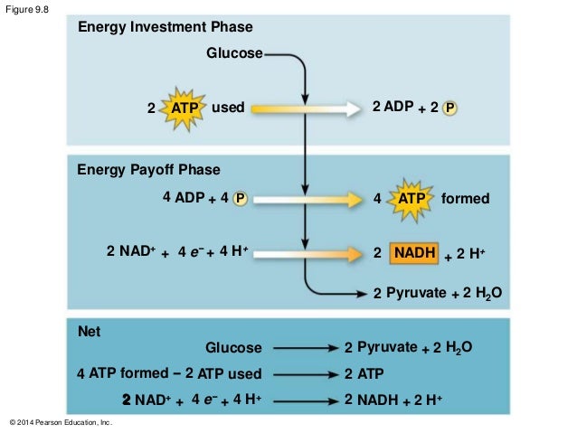 09 lecture biol 1010 30 gillette college adp conversion chart