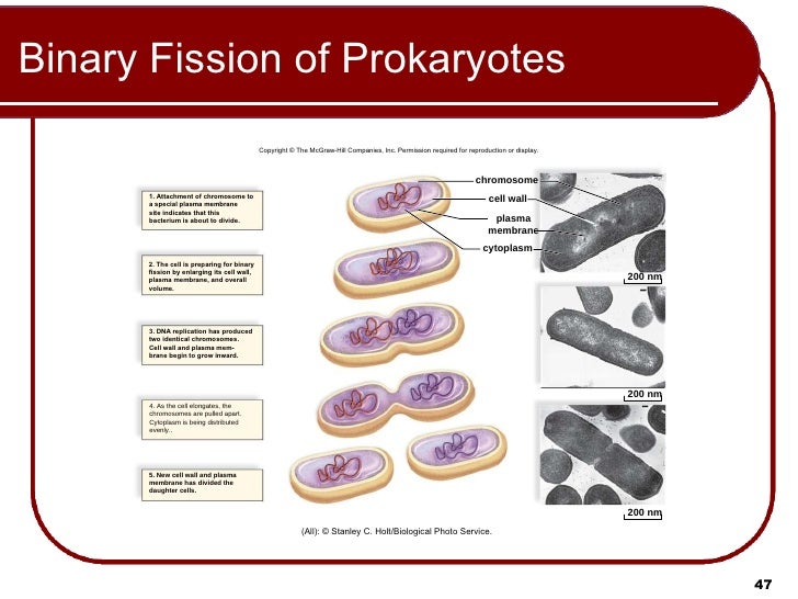 09 Lecture Animation Ppt