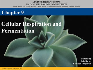 LECTURE PRESENTATIONS
For CAMPBELL BIOLOGY, NINTH EDITION
Jane B. Reece, Lisa A. Urry, Michael L. Cain, Steven A. Wasserman, Peter V. Minorsky, Robert B. Jackson
© 2011 Pearson Education, Inc.
Lectures by
Erin Barley
Kathleen Fitzpatrick
Cellular Respiration and
Fermentation
Chapter 9
 