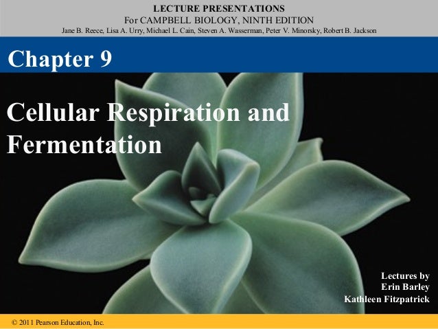 Ch 9 Cell Respiration And Fermentation