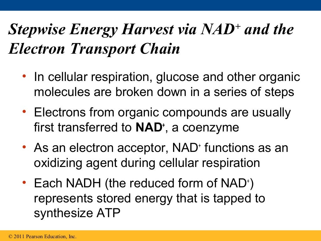 Ch 9: Cell Respiration and Fermentation - Ch 9 Cell Respiration AnD Fermentation 17 1024