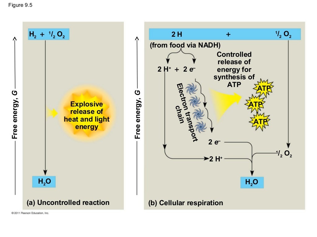 Ch 9: Cell Respiration and Fermentation - Ch 9 Cell Respiration AnD Fermentation 21 1024