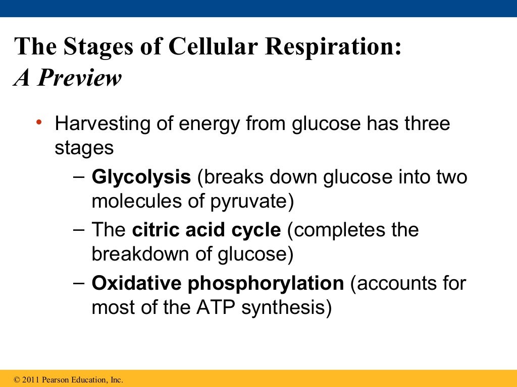 Ch 9: Cell Respiration and Fermentation - Ch 9 Cell Respiration AnD Fermentation 22 1024
