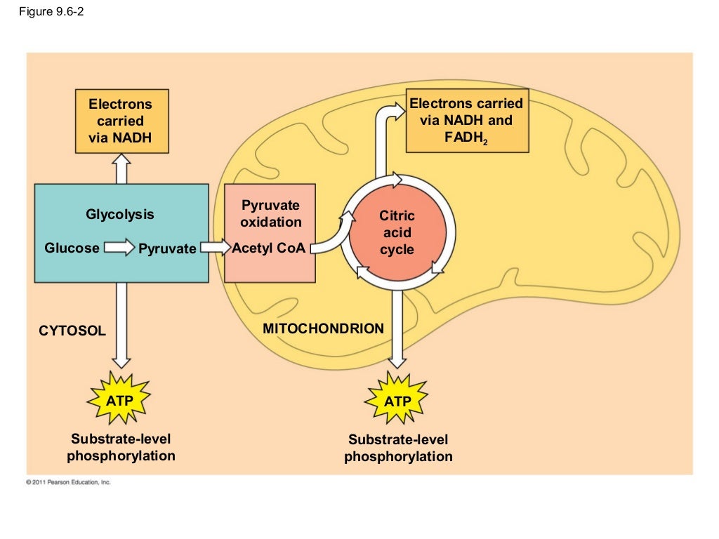 Ch 9: Cell Respiration and Fermentation - Ch 9 Cell Respiration AnD Fermentation 25 1024