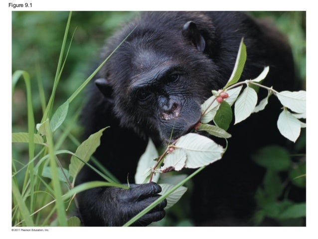 Ch 9: Cell Respiration and Fermentation