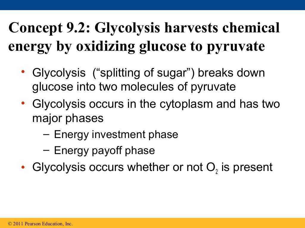 Ch 9: Cell Respiration and Fermentation - Ch 9 Cell Respiration AnD Fermentation 30 1024