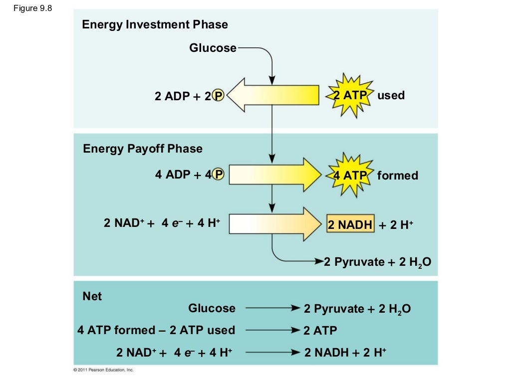 Ch 9: Cell Respiration and Fermentation - Ch 9 Cell Respiration AnD Fermentation 31 1024
