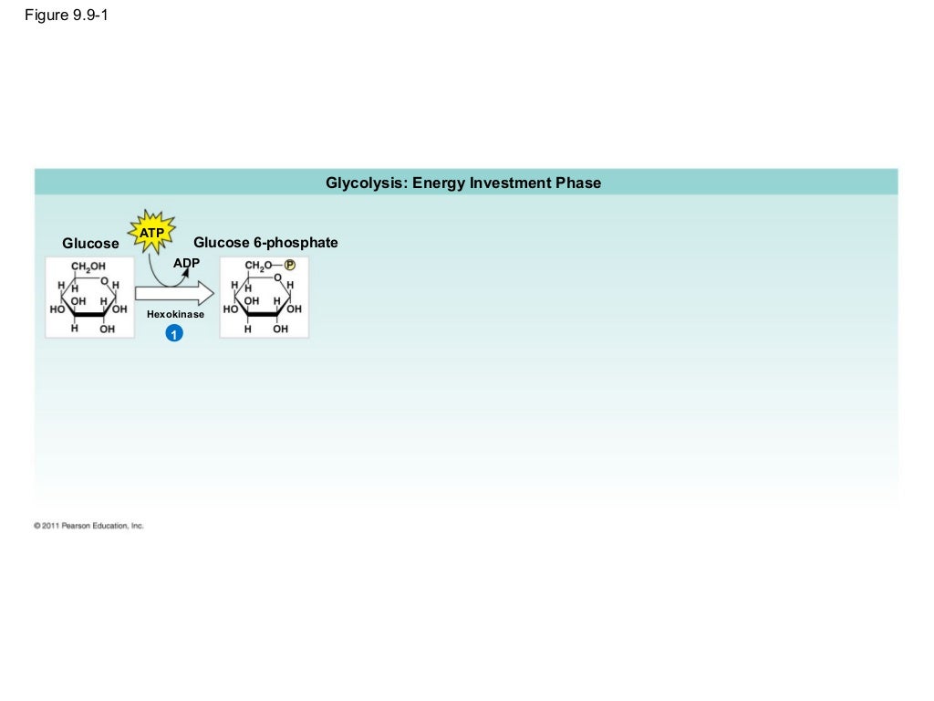 Ch 9: Cell Respiration and Fermentation - Ch 9 Cell Respiration AnD Fermentation 32 1024