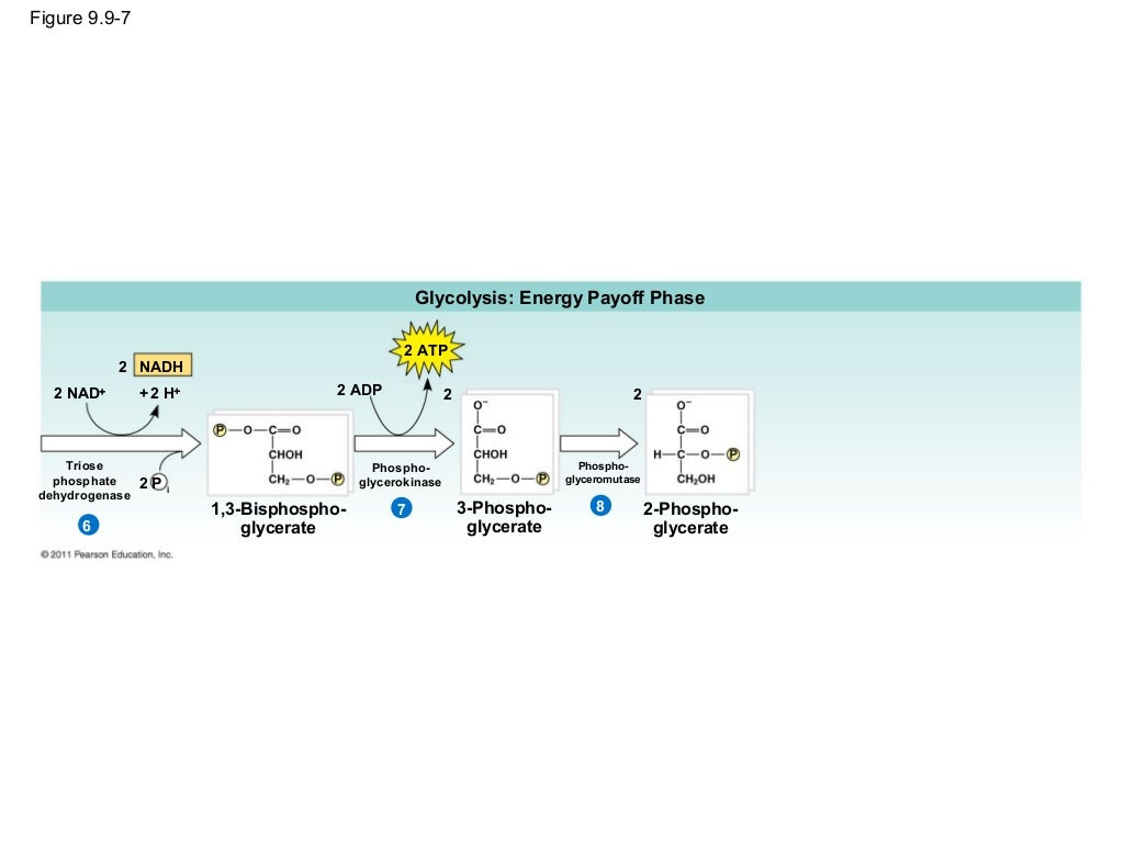 Ch 9: Cell Respiration and Fermentation - Ch 9 Cell Respiration AnD Fermentation 38 1024