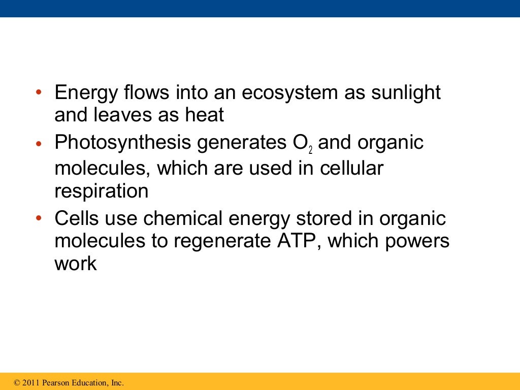 Ch 9: Cell Respiration and Fermentation - Ch 9 Cell Respiration AnD Fermentation 4 1024