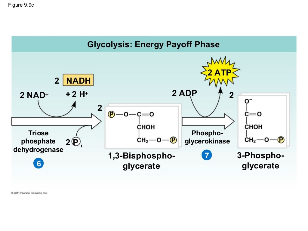 Ch 9: Cell Respiration and Fermentation - Ch 9 Cell Respiration AnD Fermentation 43 1024