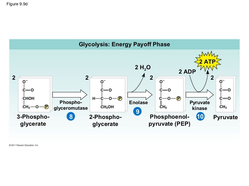 Ch 9: Cell Respiration and Fermentation - Ch 9 Cell Respiration AnD Fermentation 44 1024