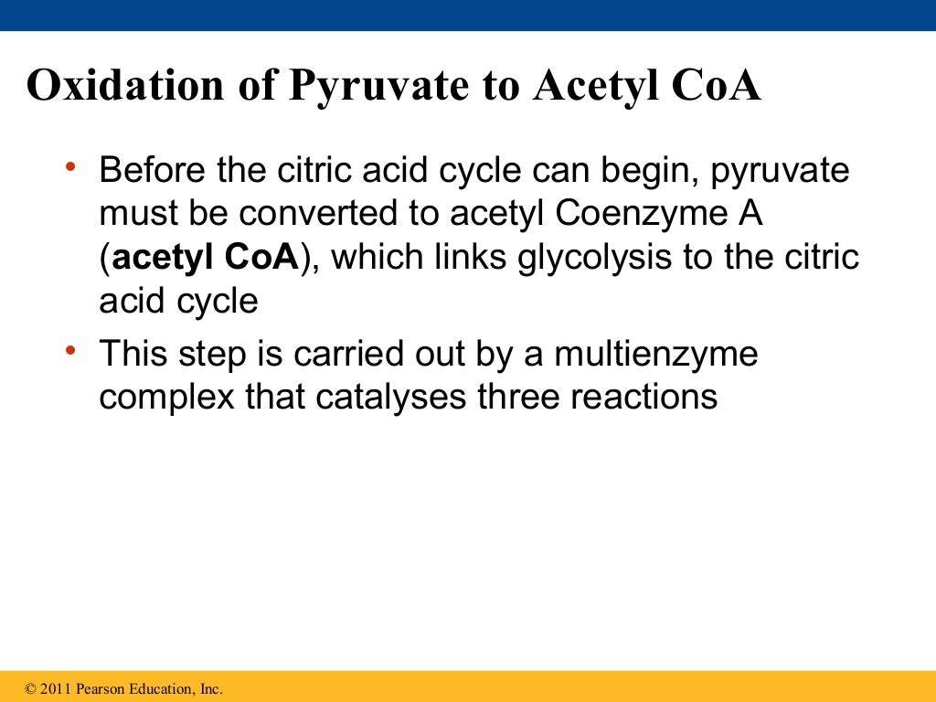 Ch 9: Cell Respiration and Fermentation - Ch 9 Cell Respiration AnD Fermentation 46 1024