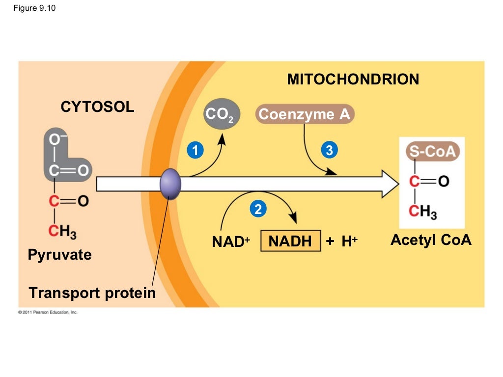 Ch 9: Cell Respiration and Fermentation - Ch 9 Cell Respiration AnD Fermentation 47 1024