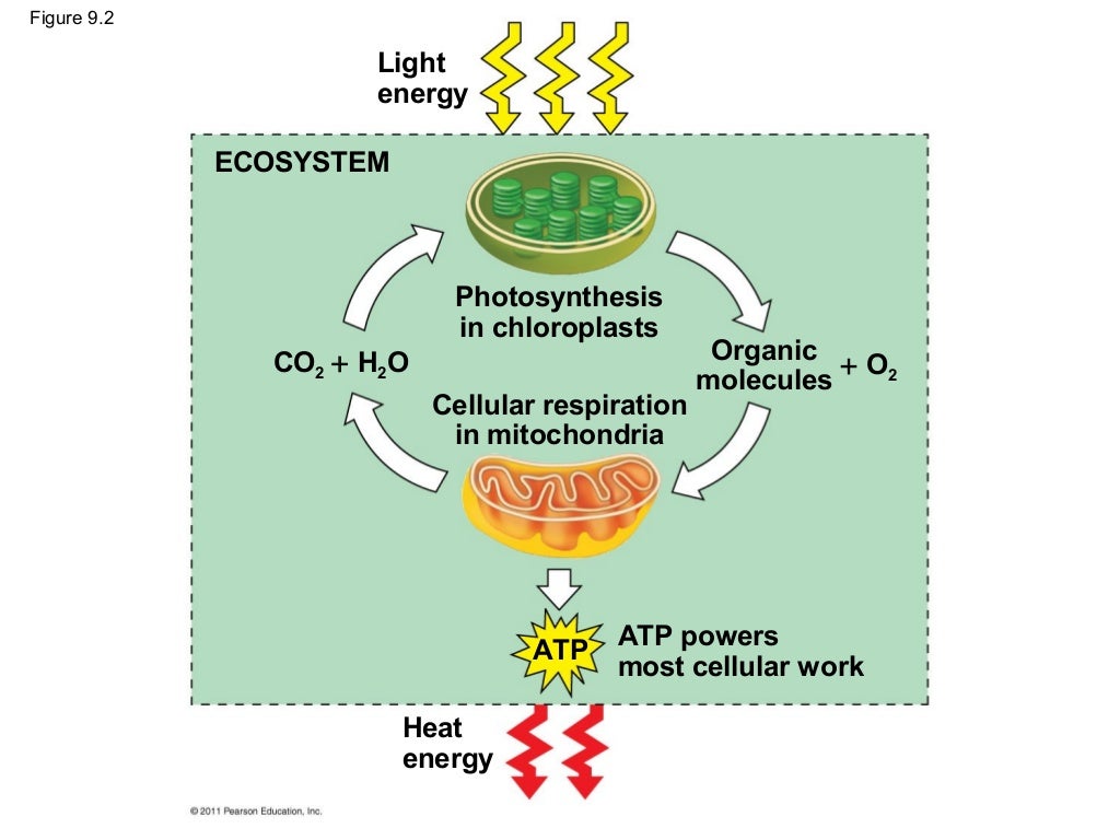 Ch 9: Cell Respiration and Fermentation - Ch 9 Cell Respiration AnD Fermentation 5 1024