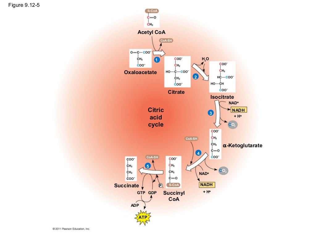 Ch 9: Cell Respiration and Fermentation - Ch 9 Cell Respiration AnD Fermentation 55 1024