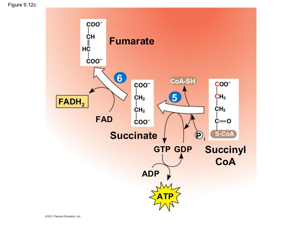 Ch 9: Cell Respiration and Fermentation - Ch 9 Cell Respiration AnD Fermentation 61 1024
