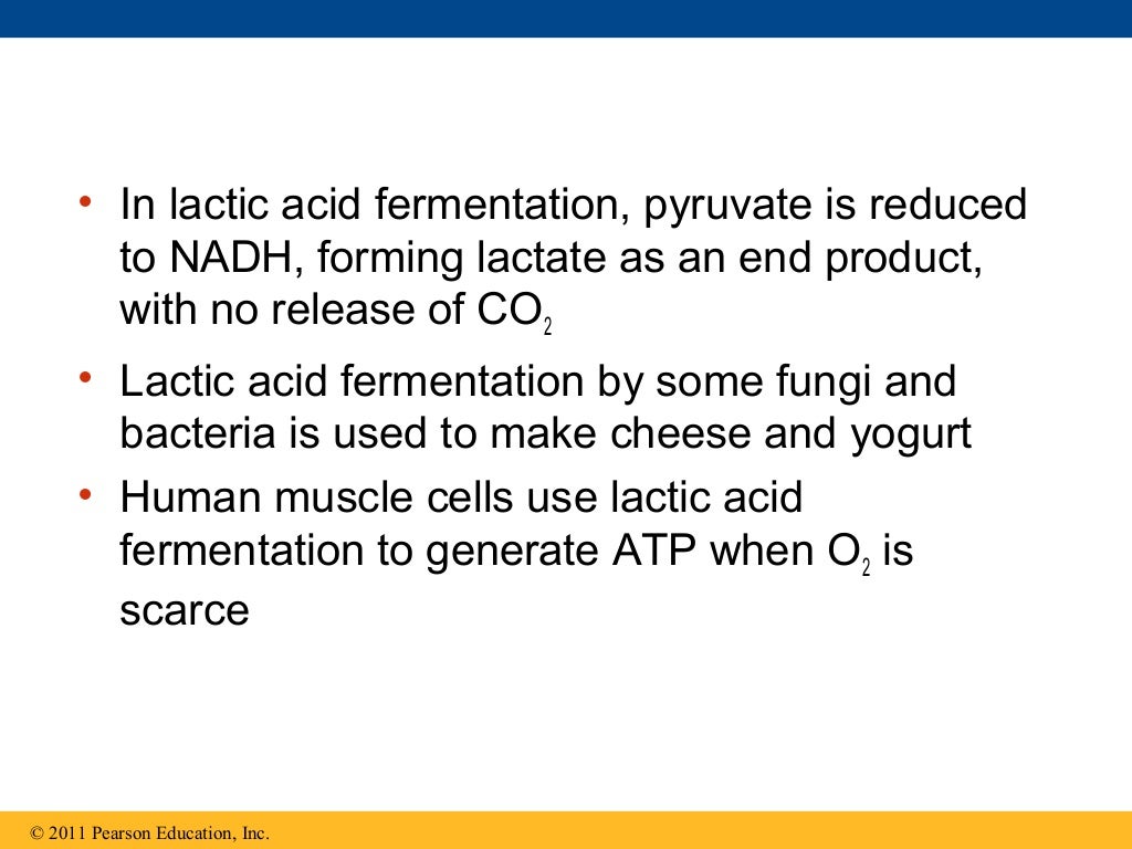Ch 9: Cell Respiration and Fermentation - Ch 9 Cell Respiration AnD Fermentation 79 1024