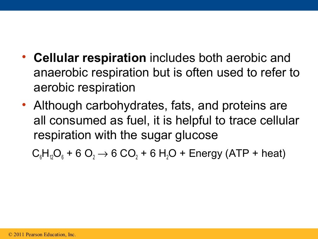 Ch 9: Cell Respiration and Fermentation - Ch 9 Cell Respiration AnD Fermentation 8 1024