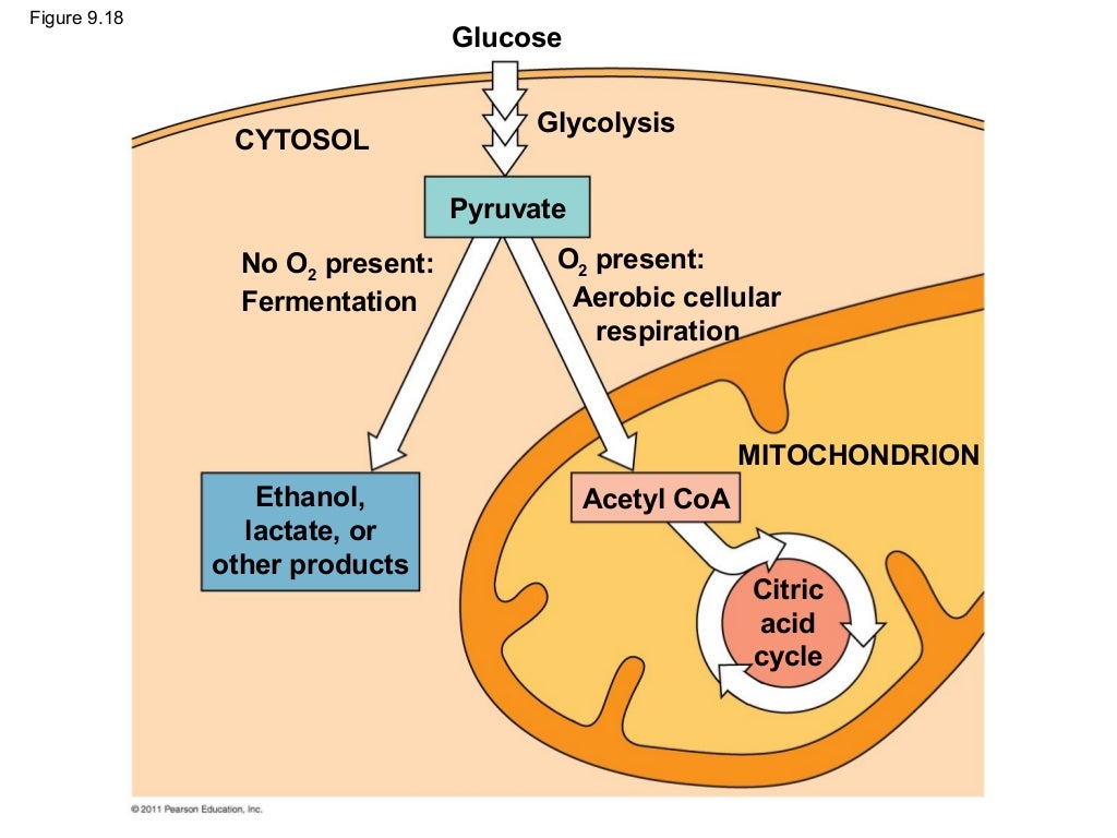 Ch 9: Cell Respiration and Fermentation - Ch 9 Cell Respiration AnD Fermentation 83 1024